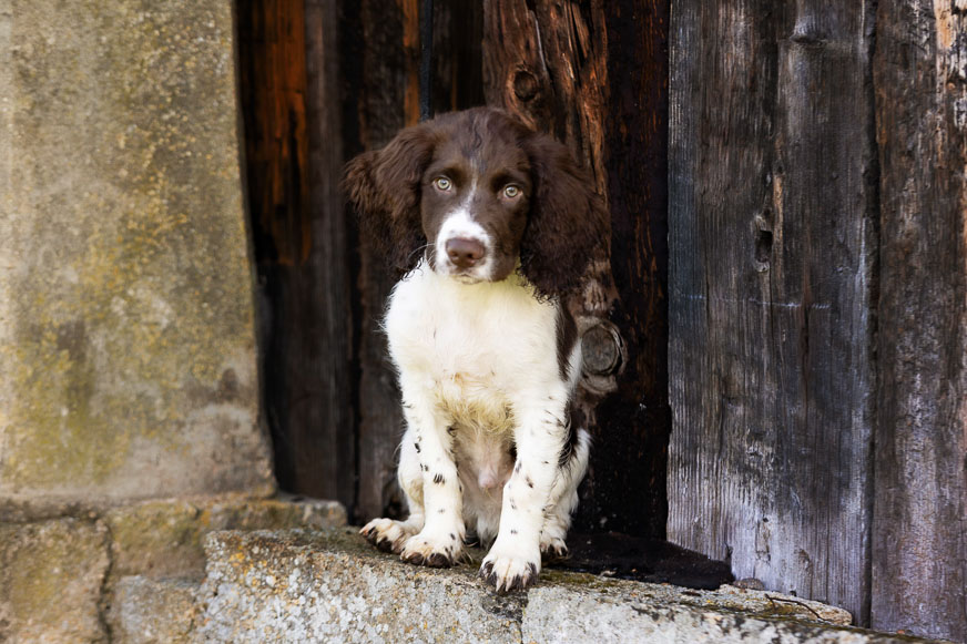 Sprocker spaniel Photography Session