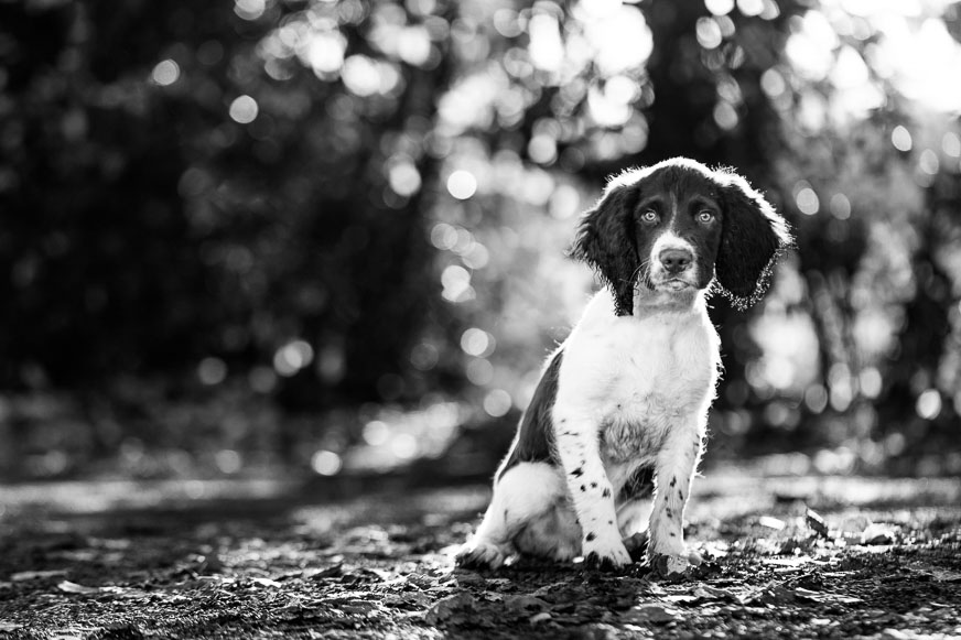 Sprocker spaniel Photography Session