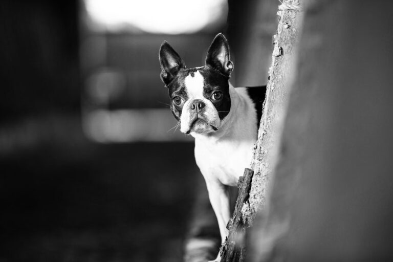 Boston Terrier Photography Studio Photographer Darren Bedding in Oxfordshire.