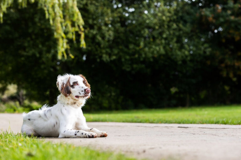 Springer Spaniel Dog  Photographer Darren Bedding in Oxfordshire.