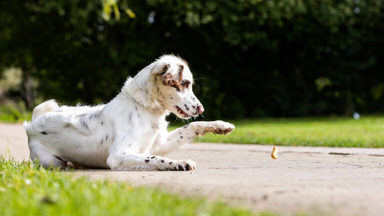 Springer Spaniel Dog  Photographer Darren Bedding in Oxfordshire.