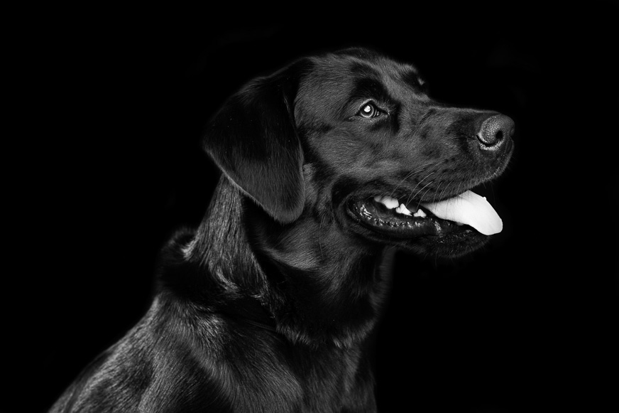Oxfordshire Dog Photographer