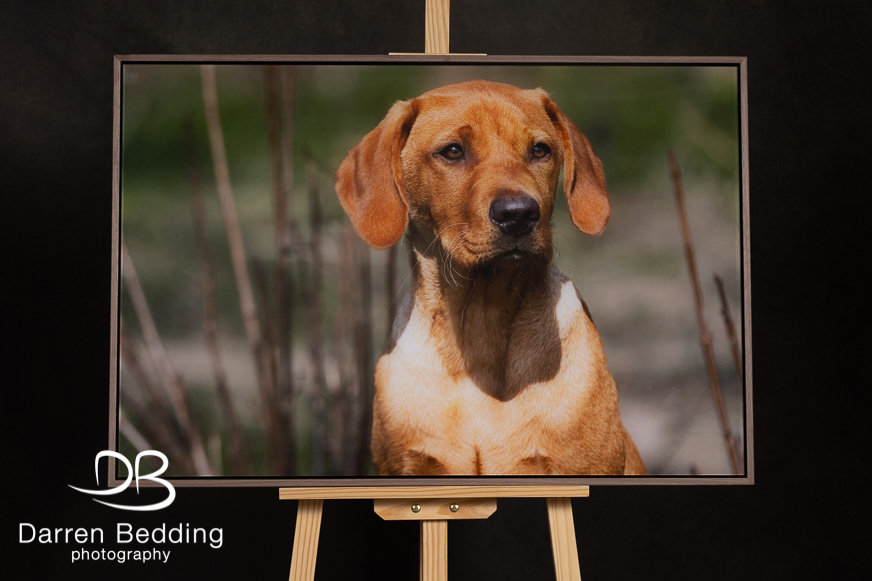 Dog Photography Northamptonshire, Dog Photography product