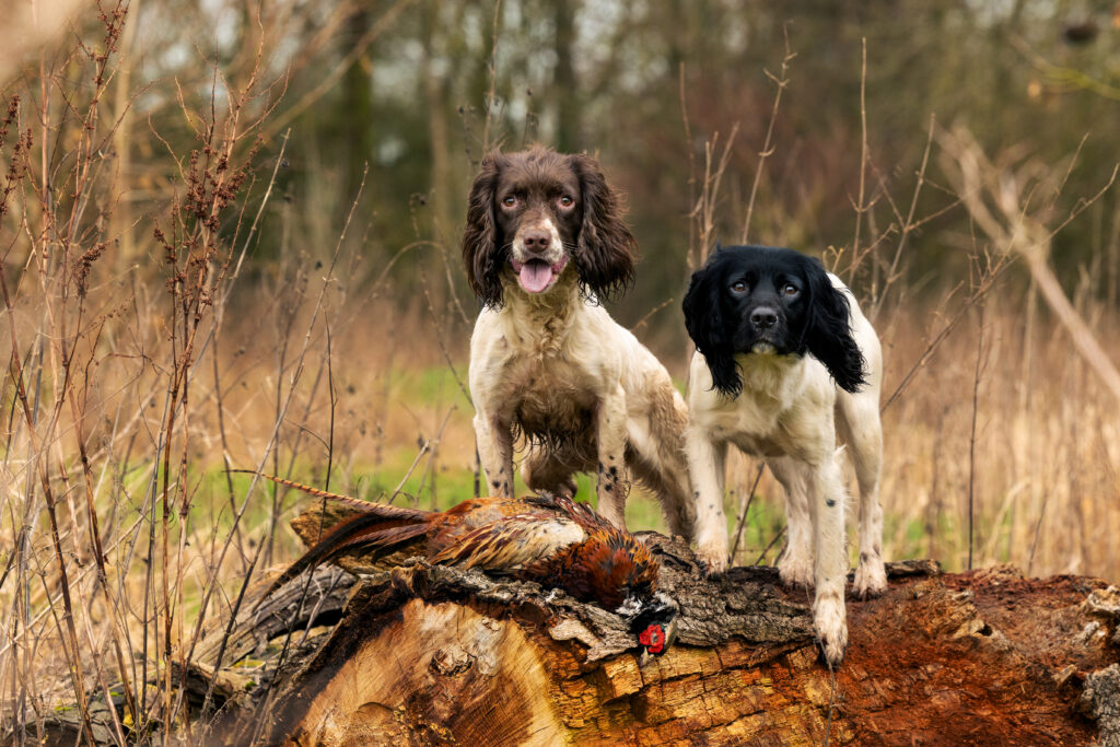 Gun Dog Photography, Gun Dog Photography UK, Gun Dog Photographer, Oxfordshire Gun Dog Photography, Oxfordshire Gun Dog Photographer, Oxfordshire Gun Dog Photos, Gun Dogs