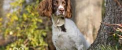 Oxfordshire Dog Photography, Oxfordshire Dog Photographer, Millets Farm, Oxfordshire Dog Photoshoot