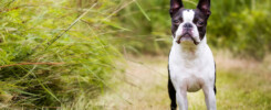 Boston Terrier Photography, Dog Photography Oxfordshire, Dog Photographer Oxfordshire, Dog Photography Warwickshire, Dog Photographer Warwickshire, Dog Photography, Dog Photographer, Puppy Photographer, Puppy Photography Oxfordshire