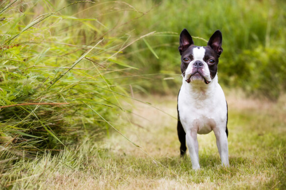 Boston Terrier Photography, Dog Photography Oxfordshire, Dog Photographer Oxfordshire, Dog Photography Warwickshire, Dog Photographer Warwickshire, Dog Photography, Dog Photographer, Puppy Photographer, Puppy Photography Oxfordshire
